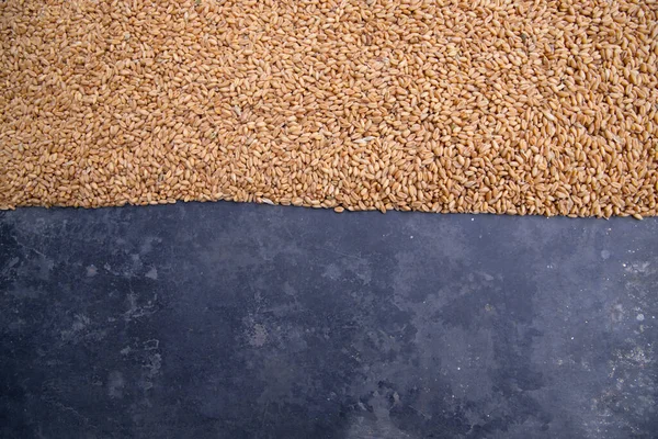 Насіння Пшениці Бетонною Підлогою Текстовий Простір — стокове фото