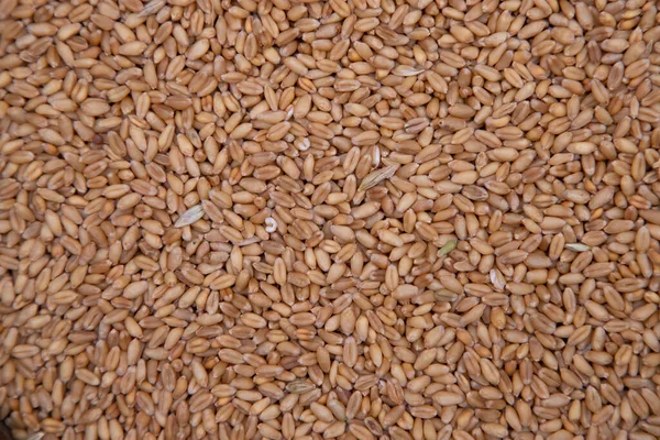 Візерунок Насіння Пшениці Текстура Може Бути Використана Шпалери Тла — стокове фото