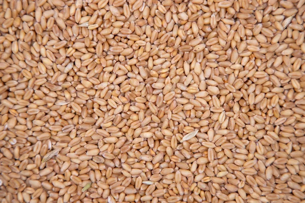 Візерунок Насіння Пшениці Текстура Може Бути Використана Шпалери Тла — стокове фото