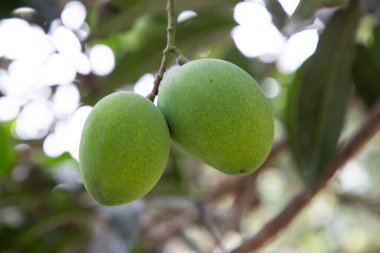 Taze çiğ iki yeşil mango ağaç dalında sallanıyor. Seçici Odaklanma