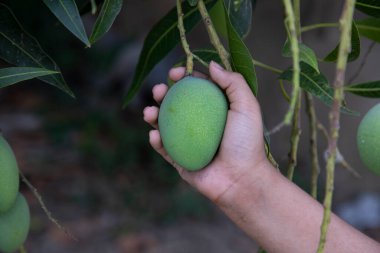 Asılı ağaç dalında el ele tutuşan çiğ yeşil mango.