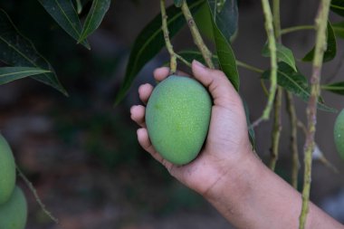Asılı ağaç dalında el ele tutuşan çiğ yeşil mango.