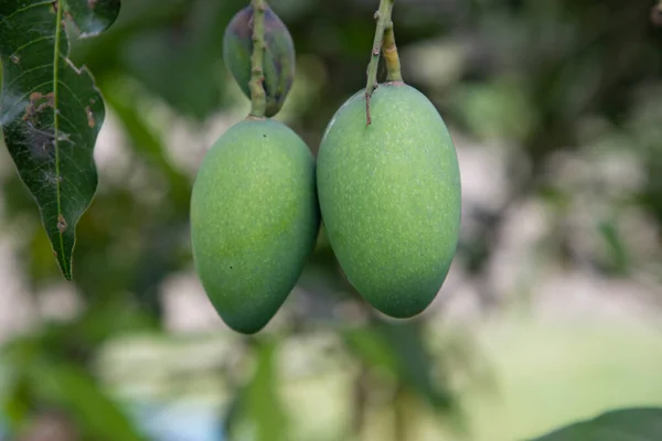 stock image Fresh Raw Two Green Mango hinging In the Tree Branch. Selective Focus