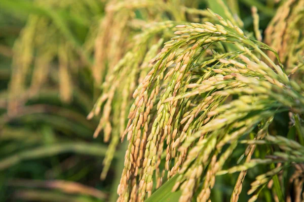 Closeup focus grain rice spike harvest agriculture landscape view