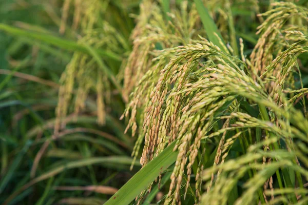 Крупный План Фокус Зерновых Шипов Урожая Риса Сельское Хозяйство Пейзаж — стоковое фото