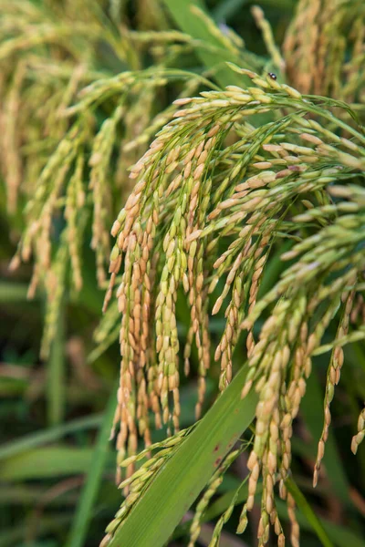 Yakın Çekim Odaklı Pirinç Artışı Hasat Hasat Tarımı Manzarası — Stok fotoğraf