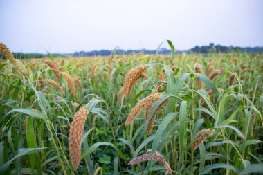 Tarla tarımı manzarasında olgunlaşmış darı ürünleri