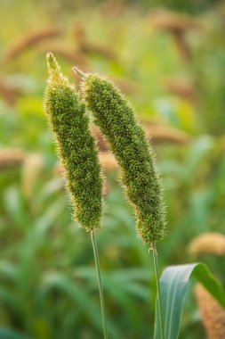 Darlar sığ bir alan derinliğine sahip. seçici Odaklanma