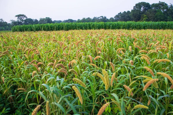 stock image Raw Ripe millet crops in the field agriculture landscape view