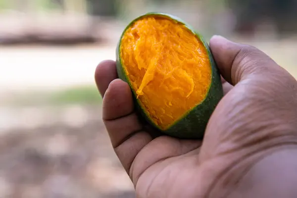 stock image Hand Holding yellow ripe bite mango fruit with the blurry background