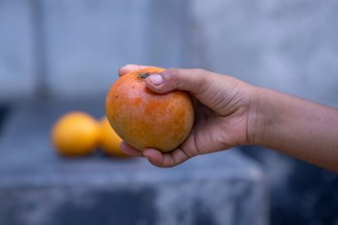 İnsan elinin doğa arka planında taze mango meyvesi tutuşu.