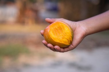 Bulanık arka planda el ele tutuşan mango ısırığı, sığ alan derinliğinde seçici odak