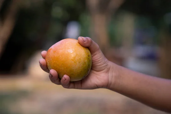 Close Man Hand Holding Fresh Mango Fruit Nature Background — Stock Photo, Image