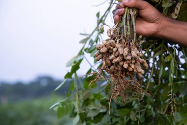 Tarlada çiftçinin elindeki fıstık. Tarım hasat kavramı