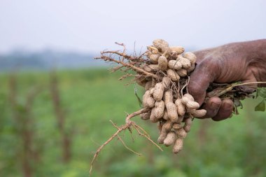Tarlada çiftçi el ele tutuşan fıstık hasadı