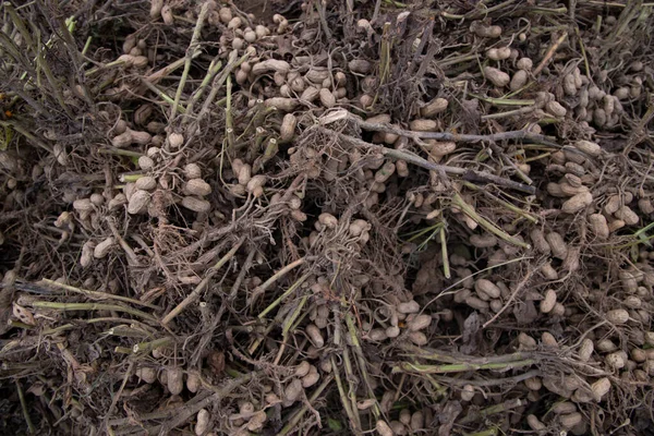 stock image Stacked harvest peanuts in the soil in the field