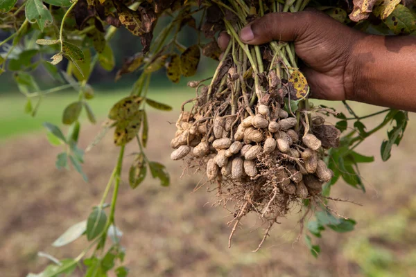 Kacang Tangan Petani Lapangan Konsep Panen Pertanian — Stok Foto