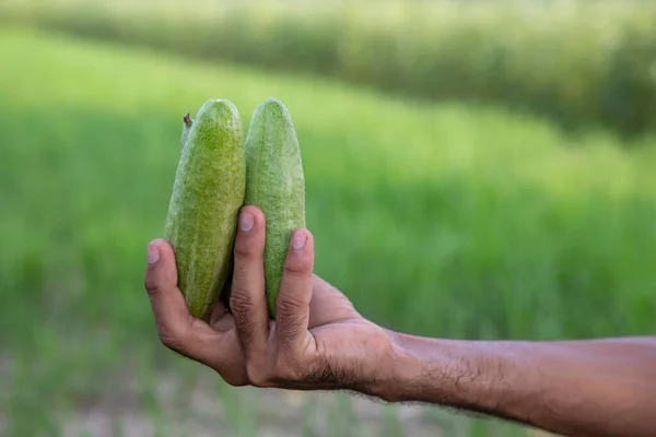 Hand-holding raw green pointed gourd with a Shallow depth of field. selective Focus
