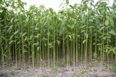 Bangladeş 'in kırsalında bir tarlada yetişen yeşil bitkiler.