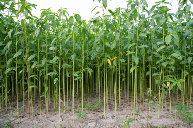 Bangladeş 'in kırsalında bir tarlada yetişen yeşil bitkiler.