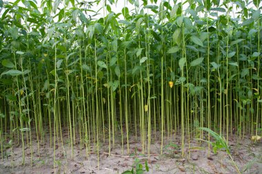 Bangladeş 'in kırsalında bir tarlada yetişen yeşil bitkiler.