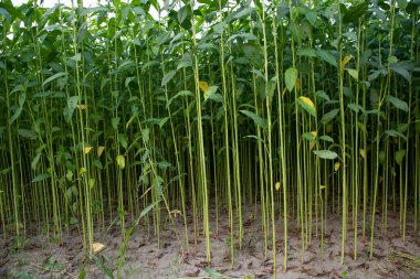 Bangladeş 'in kırsalında bir tarlada yetişen yeşil bitkiler.