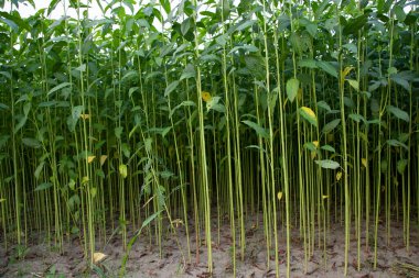 Bangladeş 'in kırsalında bir tarlada yetişen yeşil bitkiler.