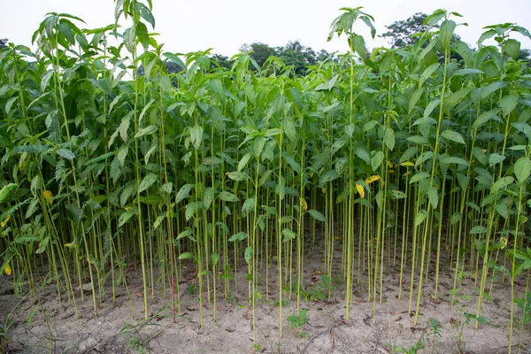 Jute Plants Growing Field Countryside Bangladesh — Stock Photo, Image