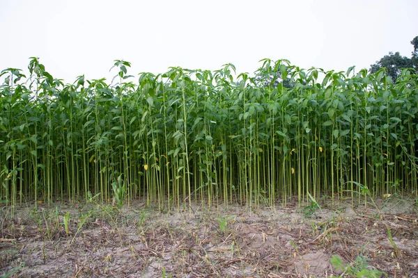 Jutepflanzen Wachsen Auf Einem Feld Der Landschaft Von Bangladesch — Stockfoto