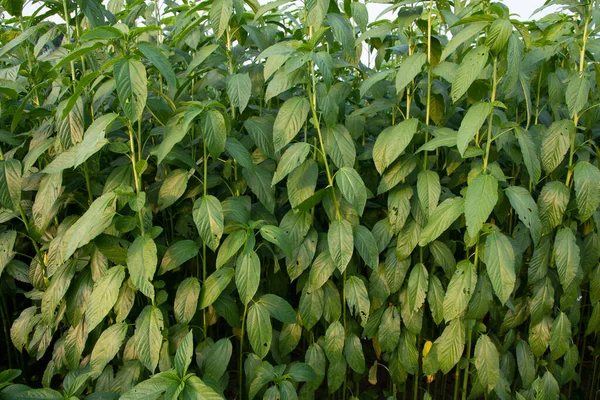 Растения Джута Растут Поле Сельской Местности Бангладеш — стоковое фото