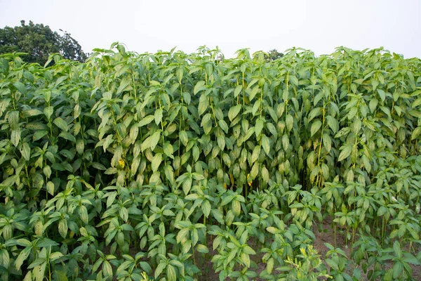 Plantas Yute Creciendo Campo Campo Bangladesh — Foto de Stock