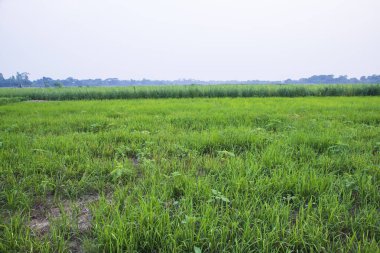 Mavi gökyüzü ile Doğal Yeşil Manzara alanı