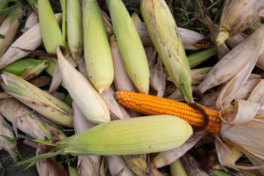 Tarımda yetişmiş organik mısır koçanlarının tarımsal dokusu kavramı.
