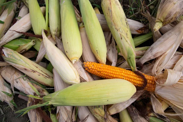 Zemědělská Textura Pozadí Koncepce Zralých Organických Kukuřičných Klasy Terénu — Stock fotografie
