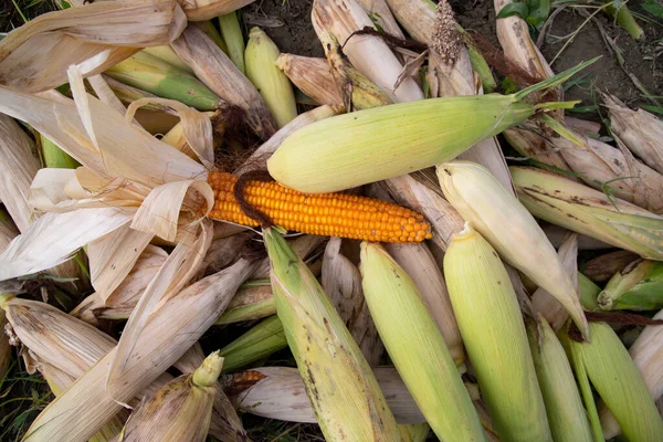 Zemědělská Textura Pozadí Koncepce Zralých Organických Kukuřičných Klasy Terénu — Stock fotografie