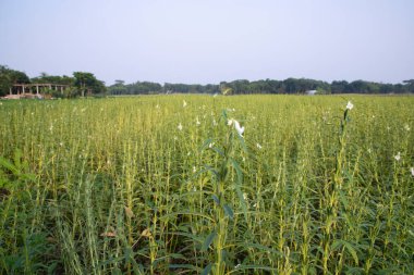 Bangladeş kırsalında ekilen Susam manzarası