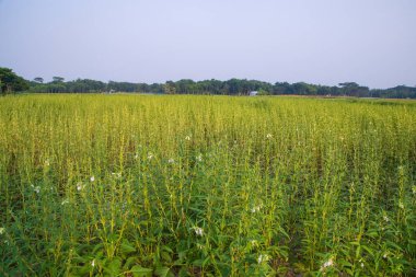 Bangladeş kırsalında ekilen Susam manzarası