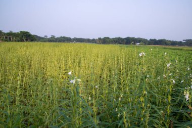 Bangladeş kırsalında ekilen Susam manzarası