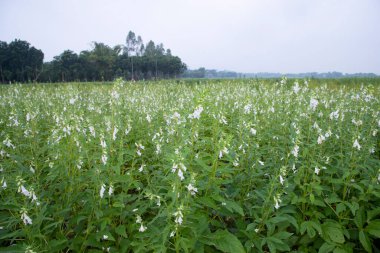 Bangladeş kırsalında ekilen beyaz susam çiçeklerinin doğal manzara görüntüsü