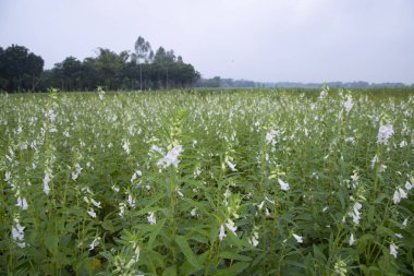 Bangladeş kırsalında ekilen beyaz susam çiçeklerinin doğal manzara görüntüsü