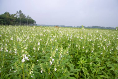 Bangladeş kırsalında ekilen beyaz susam çiçeklerinin doğal manzara görüntüsü