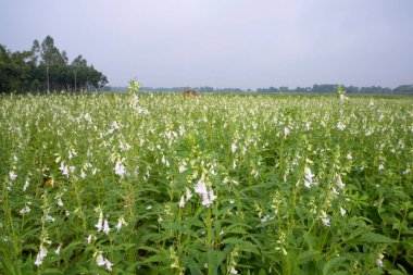 Bangladeş kırsalında ekilen beyaz susam çiçeklerinin doğal manzara görüntüsü