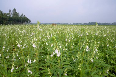 Bangladeş kırsalında ekilen beyaz susam çiçeklerinin doğal manzara görüntüsü