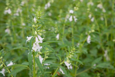 Bahçedeki arka planı bulanık olan susam beyazı çiçekler. Seçici odak