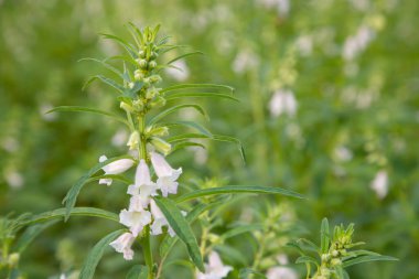 Bahçedeki arka planı bulanık olan susam beyazı çiçekler. Seçici odak
