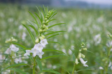 Bahçedeki arka planı bulanık olan susam beyazı çiçekler. Seçici odak