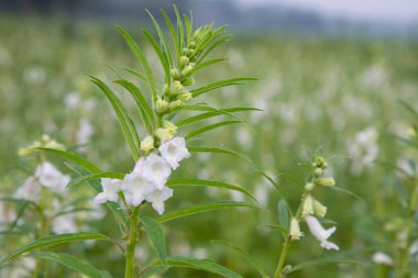 Bahçedeki arka planı bulanık olan susam beyazı çiçekler. Seçici odak