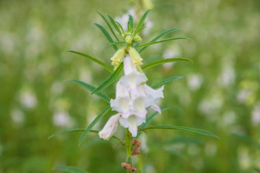 Bahçedeki arka planı bulanık olan susam beyazı çiçekler. Seçici odak