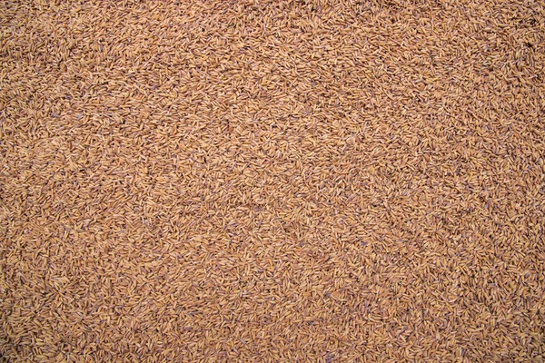 Golden Dry Paddy Semente Textura Fundo Vista Natural — Fotografia de Stock