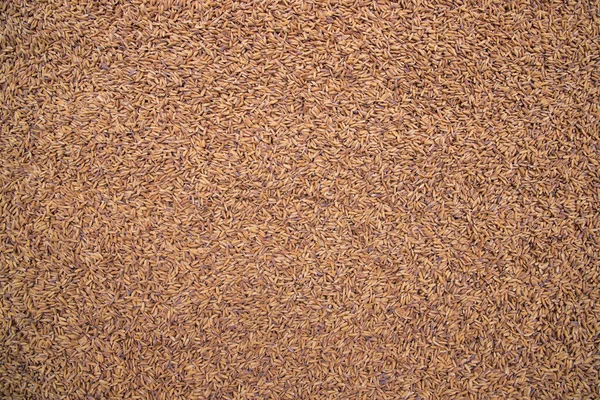 Golden Dry Paddy Seed Textur Hintergrund Natürliche Ansicht — Stockfoto